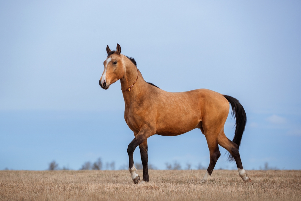 Akhal Teke,Horse,On,A,Blue,Sky,Background,In,A,Spring