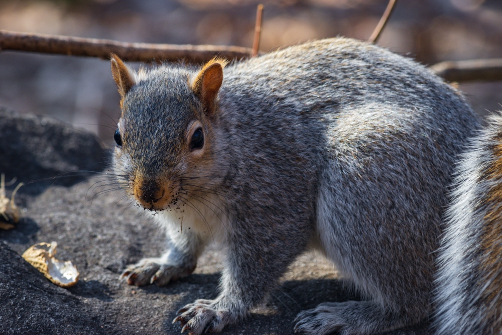 WSU Veterinary Hospital Sees Record-Breaking Surge of Wildlife Patients