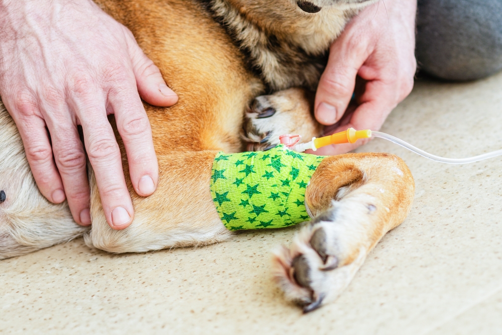 Vaccine Studied at Yale Could Delay, Cure Cancer in Dogs