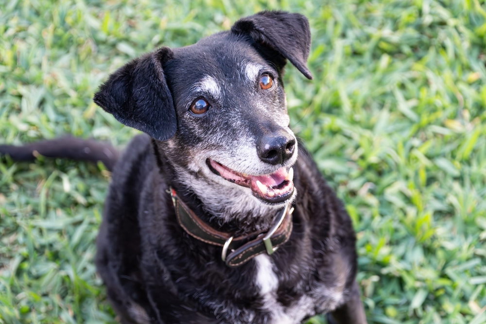 Clinical Trial for Longevity Drug Meets Goal of Enrolling 1000 Dogs