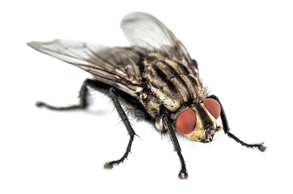 Portrait,Of,House,Fly,Isolated,On,White,Background