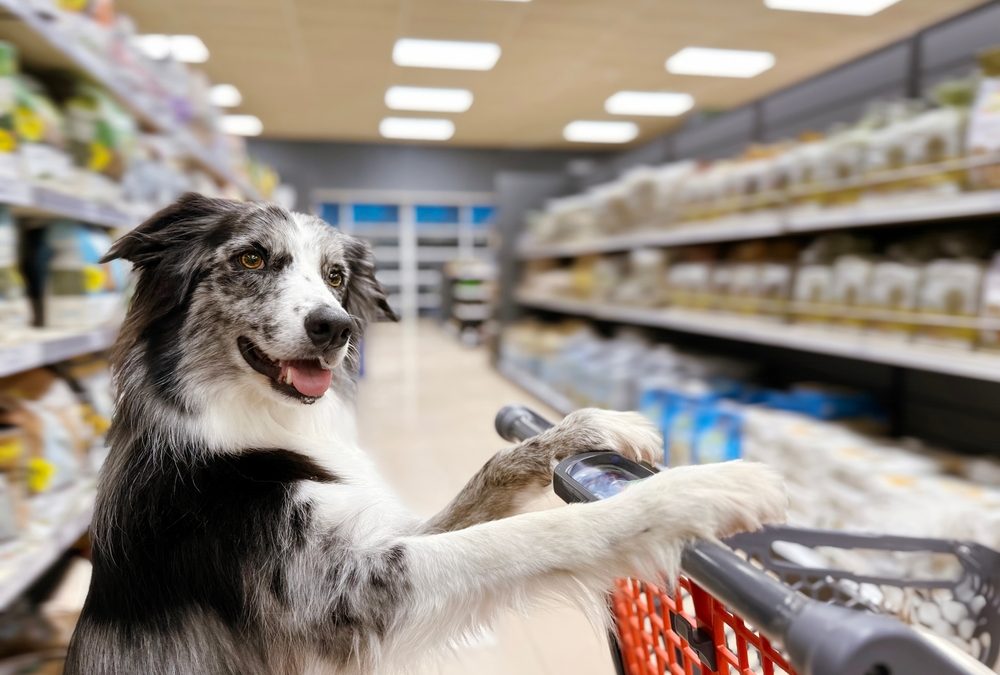 Portrait,Border,Collie,Dog,With,A,Shopping,Cart,Or,Trolley