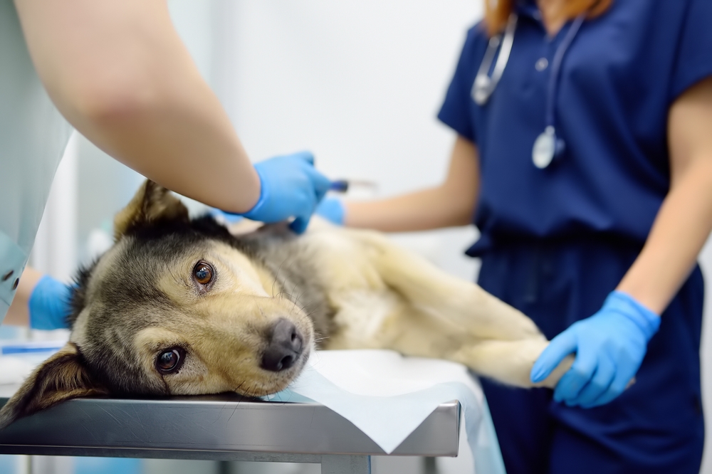 Veterinarians,Examines,A,Large,Dog,In,Veterinary,Clinic.,Vet,Doctors