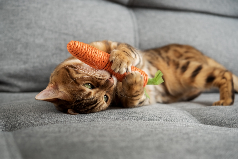 CATalyst Council Launches Landmark 40,000 Household Pet Ownership Study Focused on Advancing Feline Health