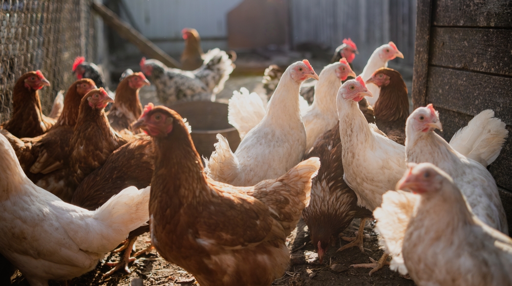 Study Finds Antimicrobial Peptides Can Combat Salmonella Infections in Chickens