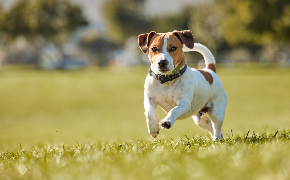 Dog,,Running,And,Outdoor,Exercise,On,Field,For,Animal,Training