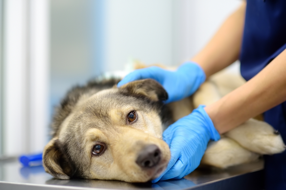 Researchers are Working to Destroy Brain Tumors in Dogs with Focused Ultrasound Technology