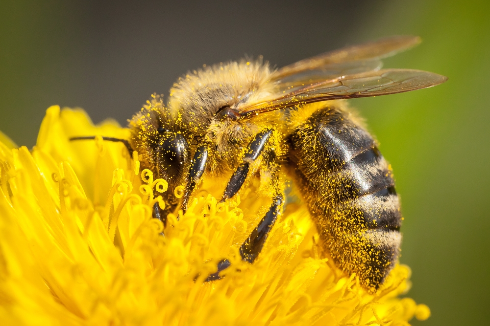 Mass Honey Bee Collapse May Compromise US Agriculture