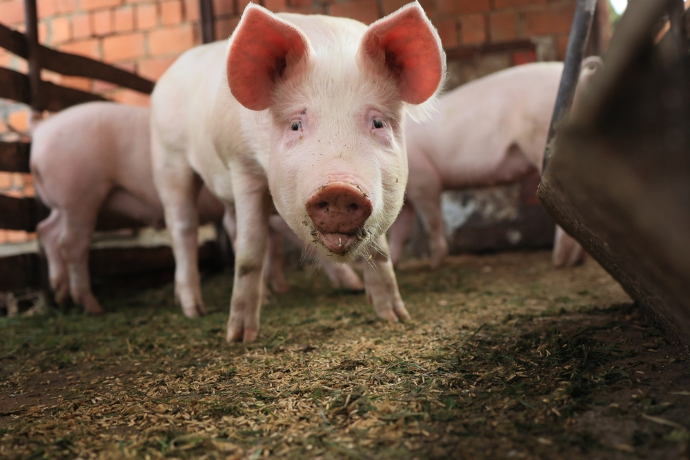 Lactation Station: Tips for Optimizing Sow Diets During Nursing