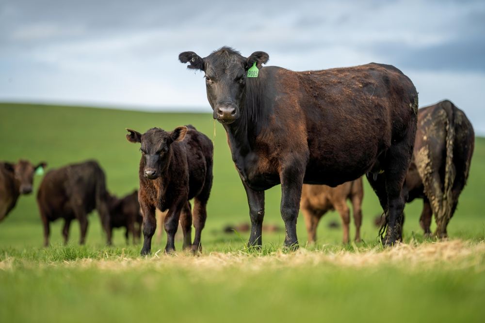 Global Beef Quarterly Q4 2025