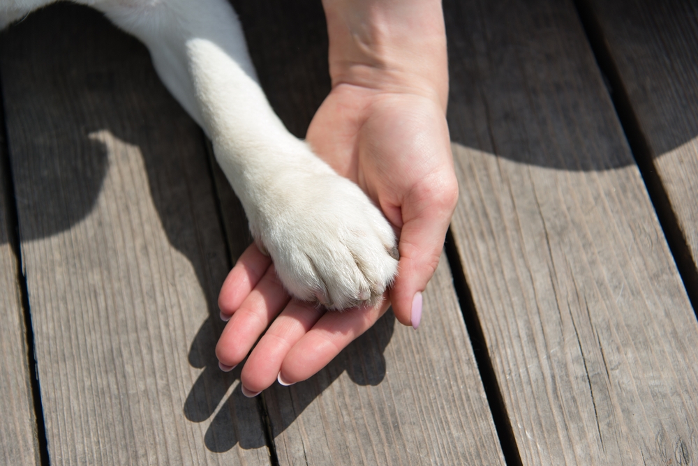 Petszel Surpasses 500,000 Annualized Pet Adoptions, Announces Upcoming Launch of Teleadvice for Adopters