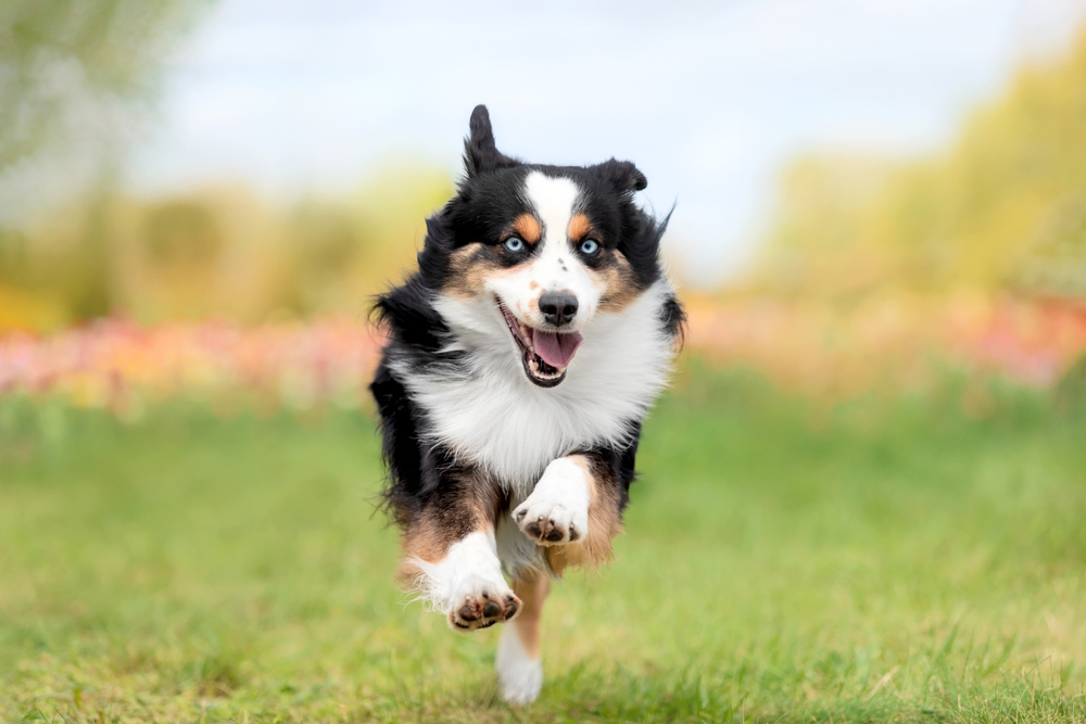 The,Miniature,American,Shepherd,Dog,Running,In,Tulips.,Dog,In