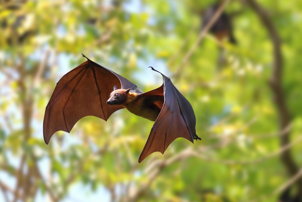 Beautiful,Bat,Flying,In,The,Forest.,Lyle's,Flying,Fox