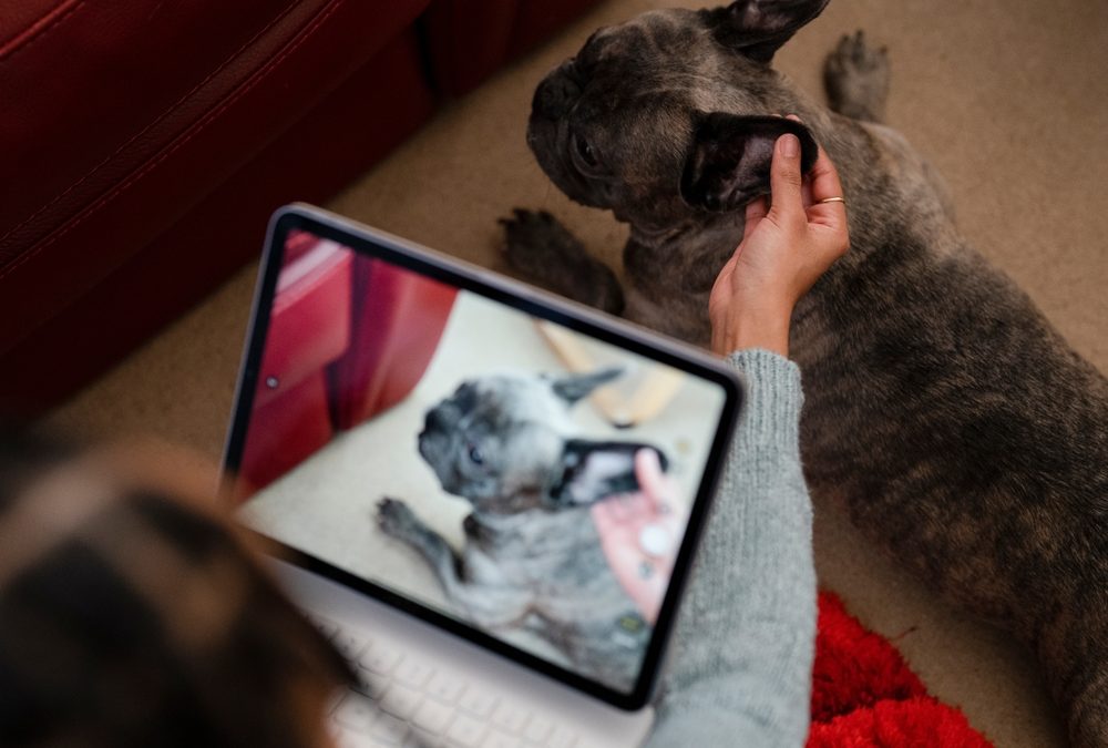 What To Know About Ohio’s New Law Making Virtual Vet Visits Easier For Pet Owners