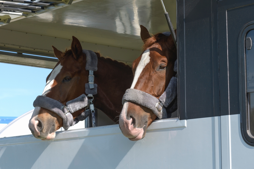 Transport,Trailer,With,Two,Bored,Horses