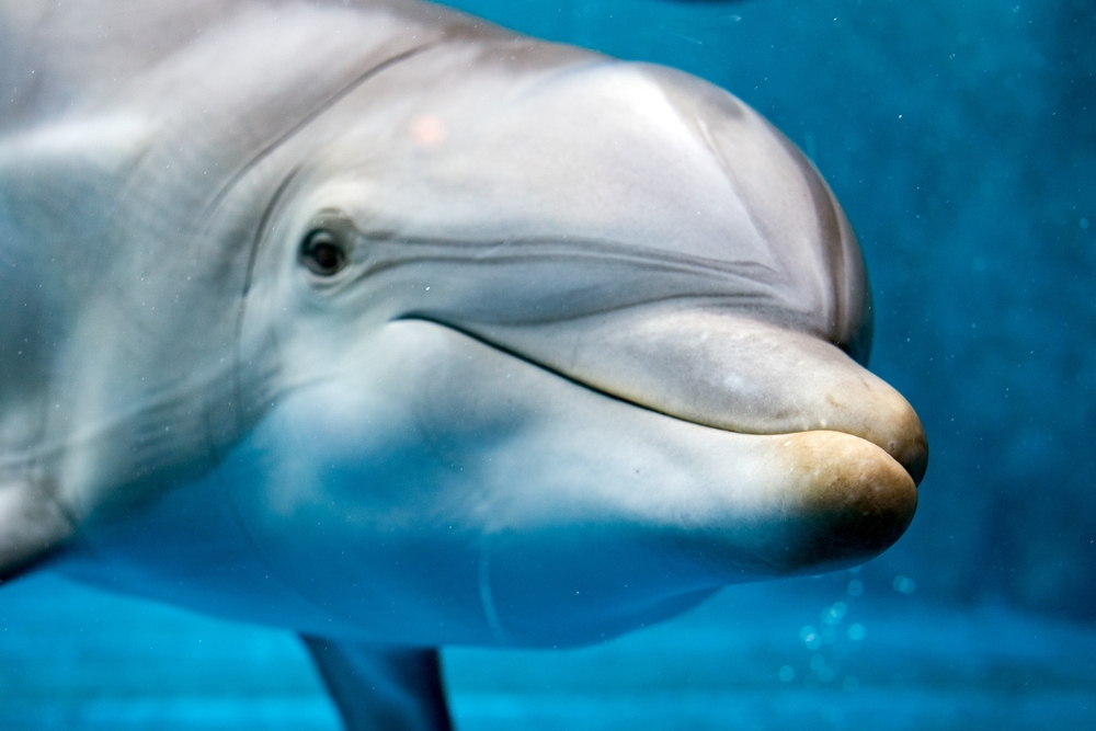 Brains of Stranded Dolphins Showed Signs of Alzheimer’s Disease