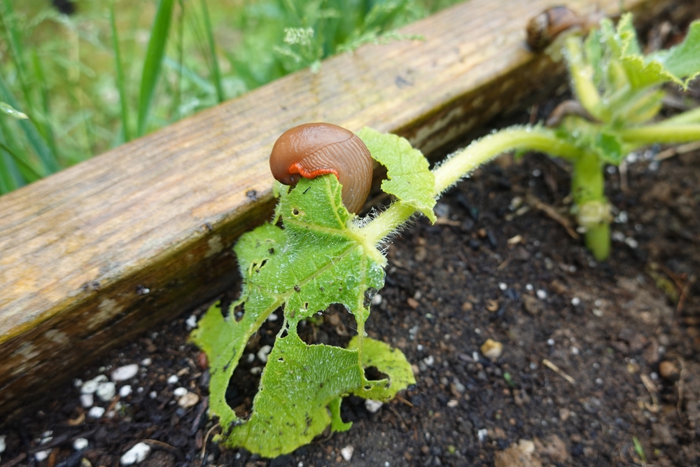 Infectious Parasite Found in Invasive Snail Species, Georgia Department of Natural Resources Says