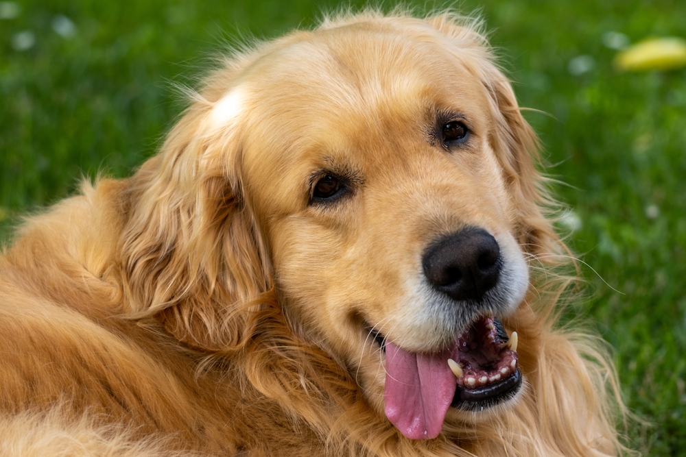 Two Investigations Reveal How Resistant Bacteria May Have Spread From Pets To People