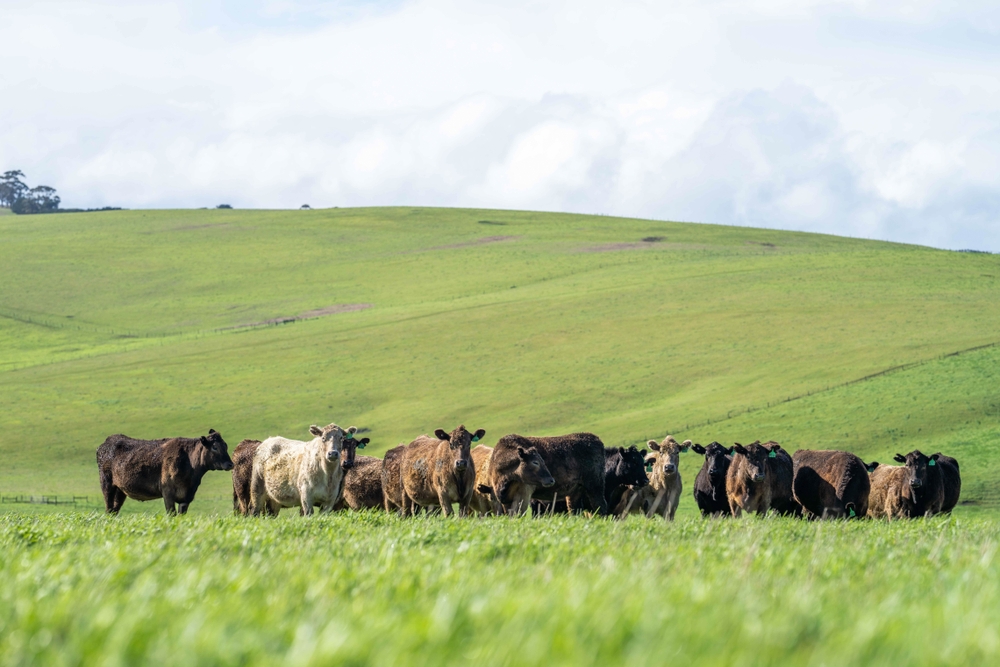 $7.2M Supports 30 Livestock and Forage Research Projects