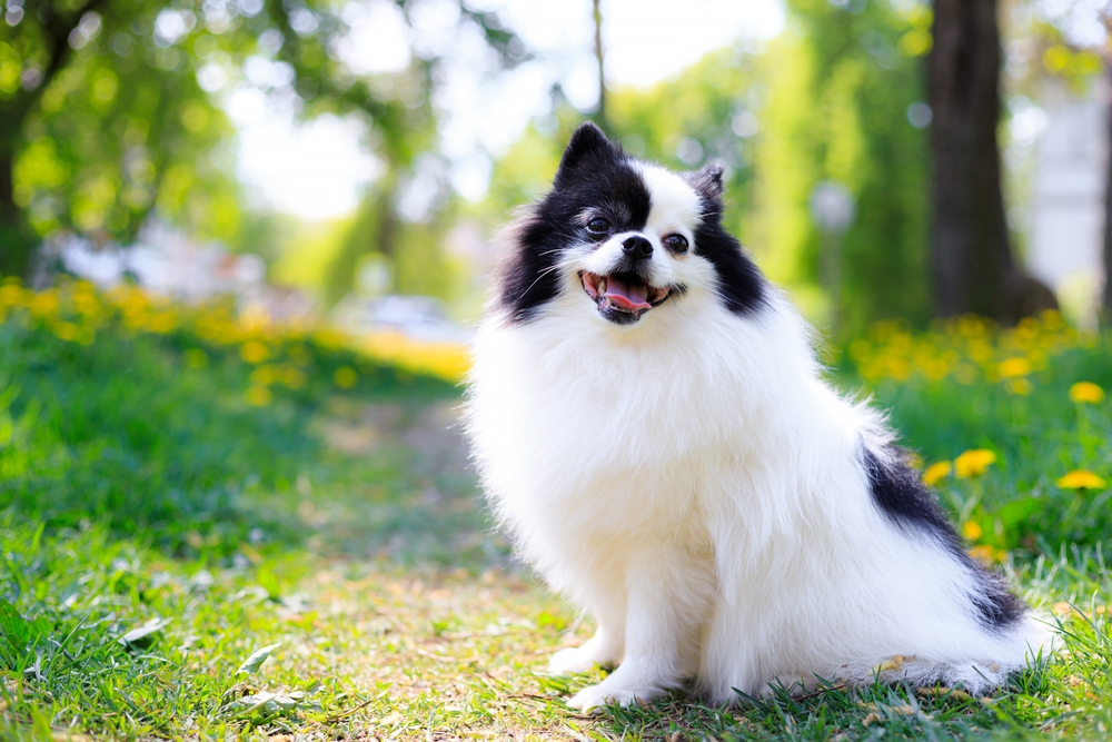 A,Smiling,Pomeranian,Dog,In,The,Grass,.,Black,And