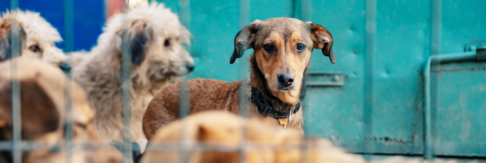 Stray,Dog,In,Animal,Shelter,Waiting,For,Adoption.,Portrait,Of