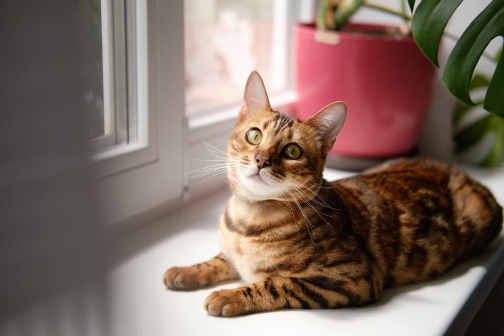 Cat Visits Surge Amid Slump in Canine Patients