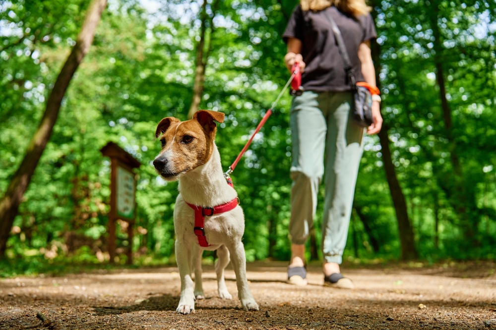 Keep Your Furry Loved Ones Healthy With These Proactive Tips