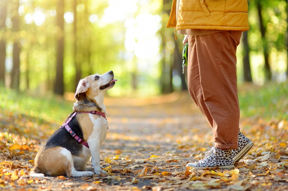 A,Young,Woman,Walks,With,Old,Beagle,Dog,In,A