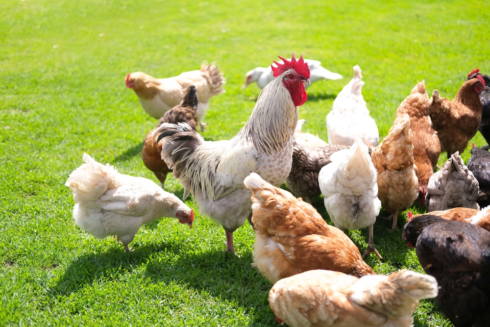 Hens Appear to Blush When Scared or Excited, Researchers Find