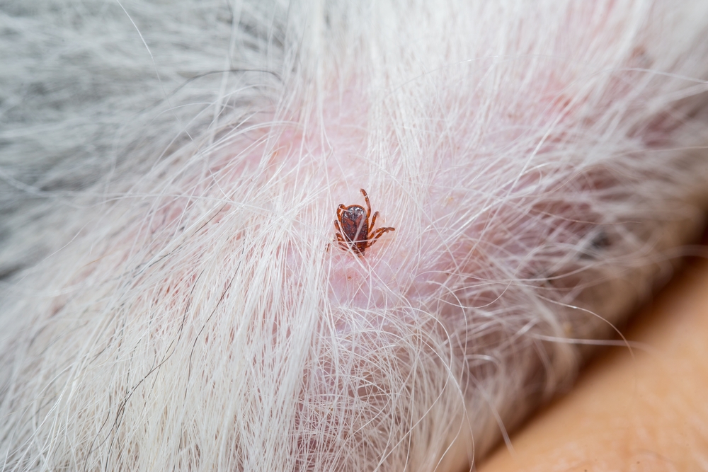 Your Pet’s Flea Treatment Could Be Destroying the Planet