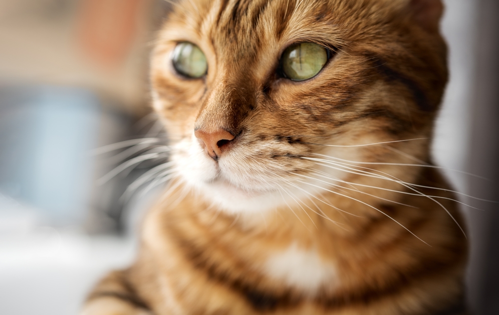 Close Up,Profile,Of,A,Bengal,Cat,With,Green,Eyes,Directed