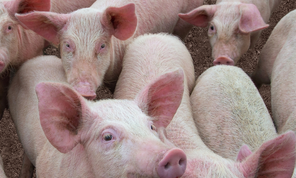 Pigs,Diseases.,African,Swine,Fever,In,Europe.a,Image,Of,Several