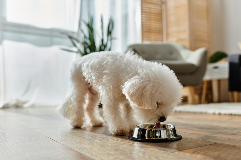 Small,White,Dog,Joyfully,Eats,From,Metal,Bowl.