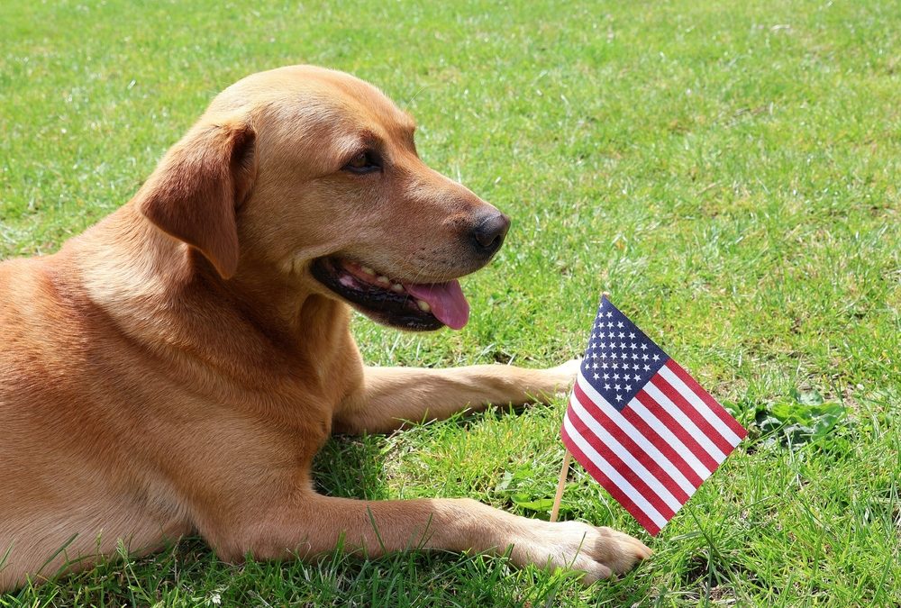 Labrador,Retriever,Dog,Lies,On,The,Grass,With,American,Flag.