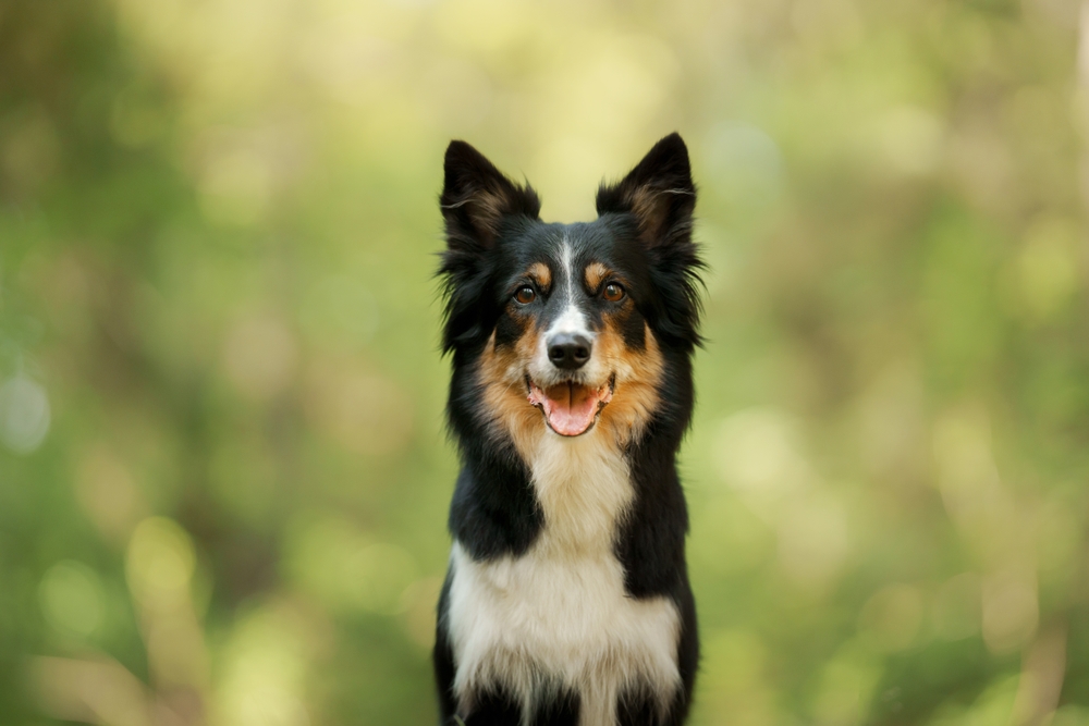 A,Border,Collie,Dog,Smiles,Against,A,Blurred,Green,Forest