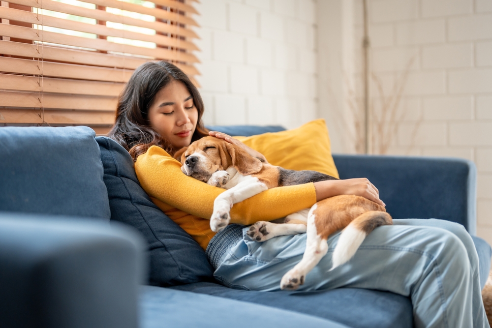 Adorable,Beagle,Dog,Puppy,Sleeping,On,Young,Female,Owner's,Shoulder.