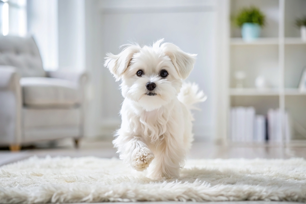 Some Dogs Have a Higher Risk of Digestive Problems like Diarrhea