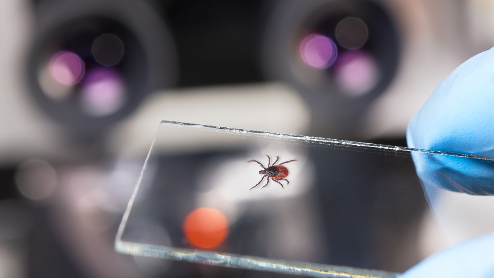 Lyme Disease In Dogs