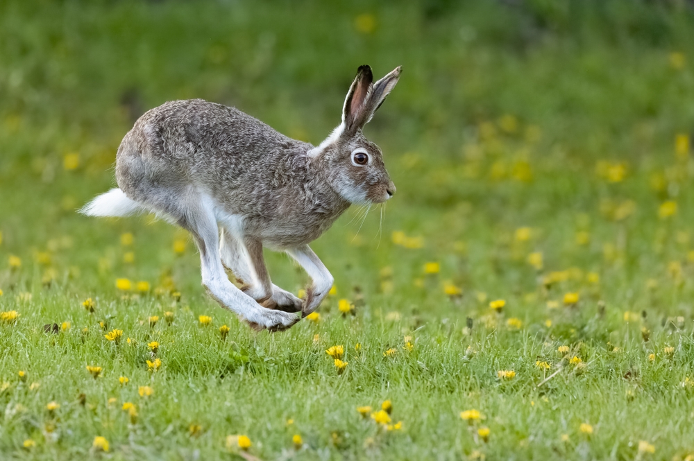 A,White Tailed,Jackrabbit,Hopping,Through,A,Flowery,Field,In,Calgary,