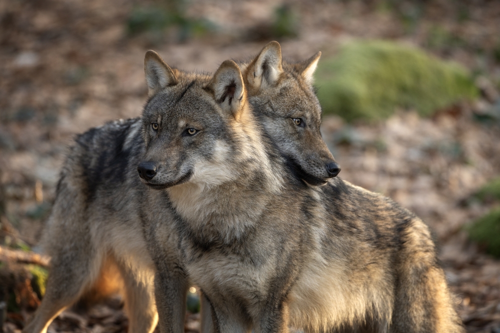Colorado to Pull Back on Killing Wolves Involved in Livestock Attacks as Survival Concerns Rise