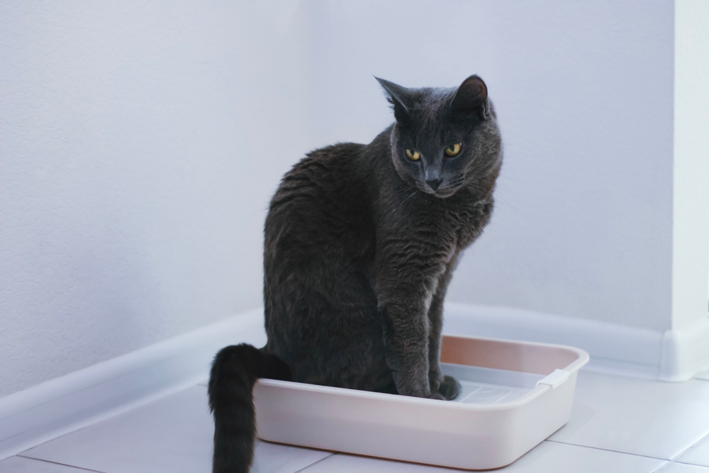 A,Gray,Cat,With,Yellow,Eyes,Sits,In,The,Cat