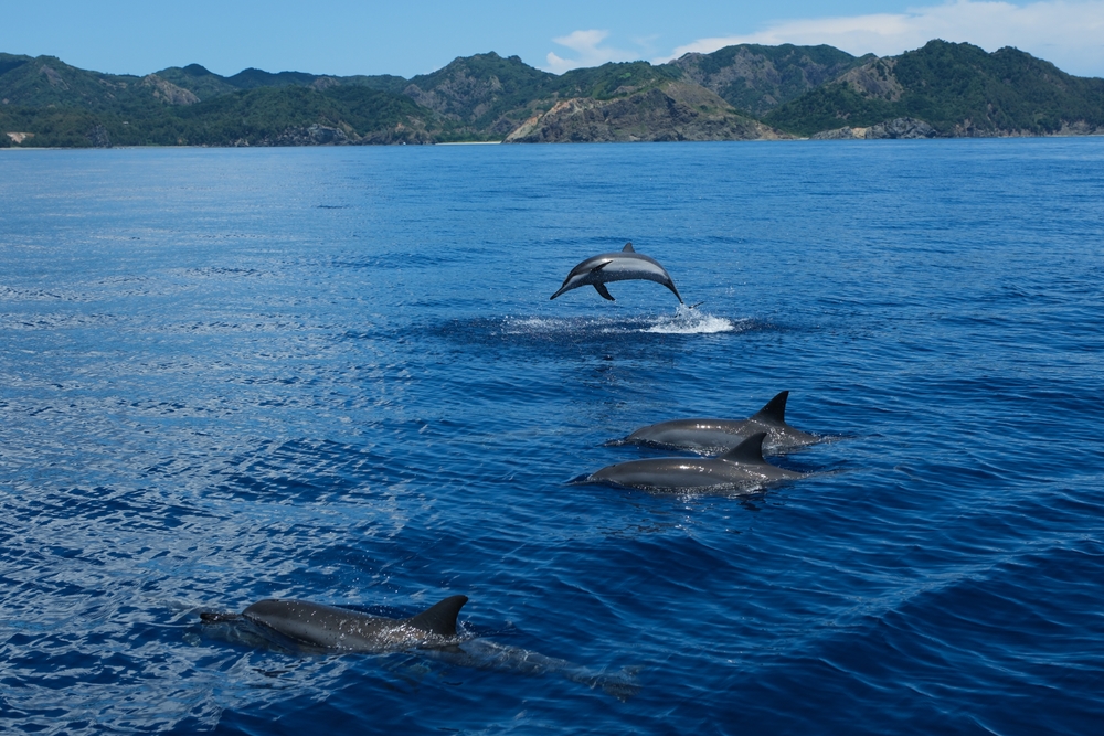 Dolphins,Jumping,Out,Of,Sea,With,Clear,Blue,Ocean,On