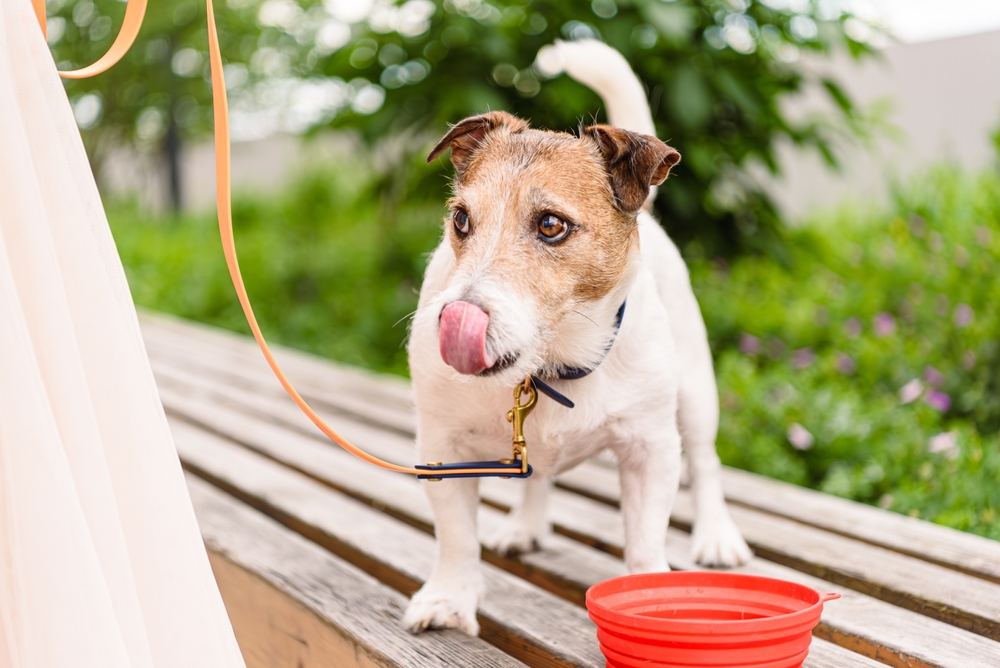 During,A,Walk,On,Hot,Summer,Day,Dog,Drinking,Water