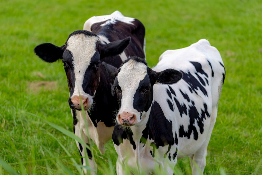 Merck Animal Health introduces SENSEHUB Dairy Youngstock