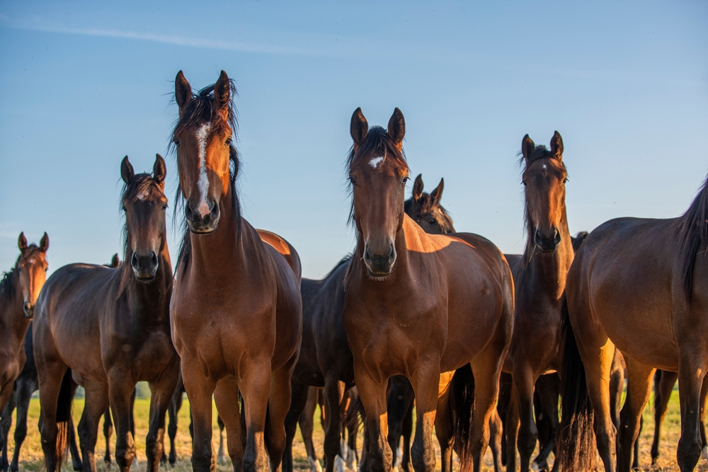 American Horse Council Formally Requests USDA Delay New HPA Regulations