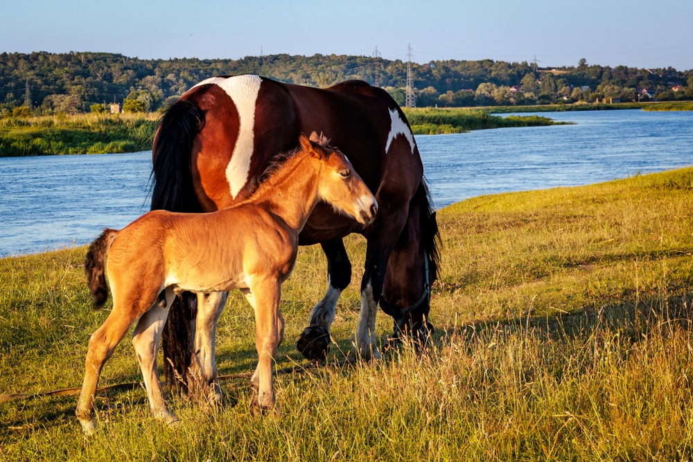 A,Horse,And,Foal,Graze,On,The,River,Bank