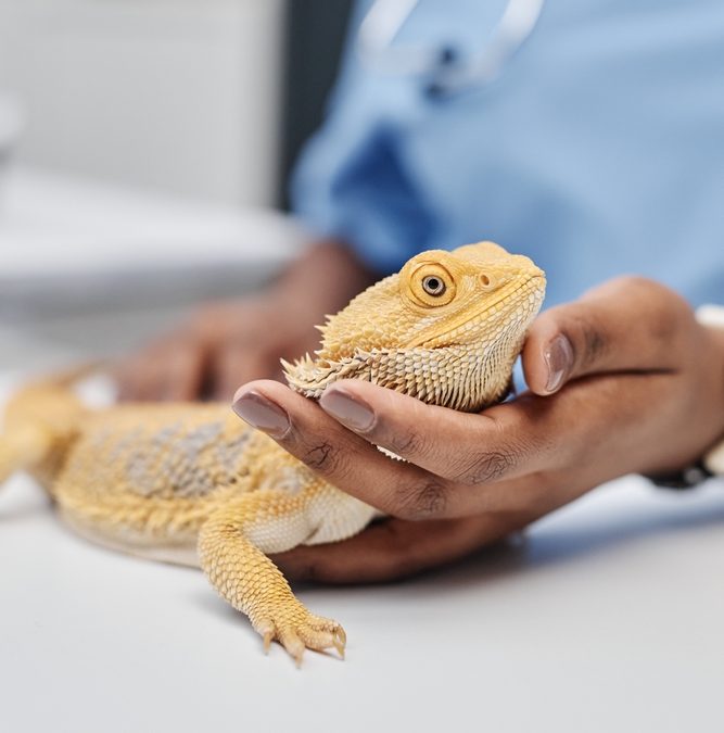 Vertical,Side,View,Portrait,Of,Happy,Bearded,Dragon,Looking,At