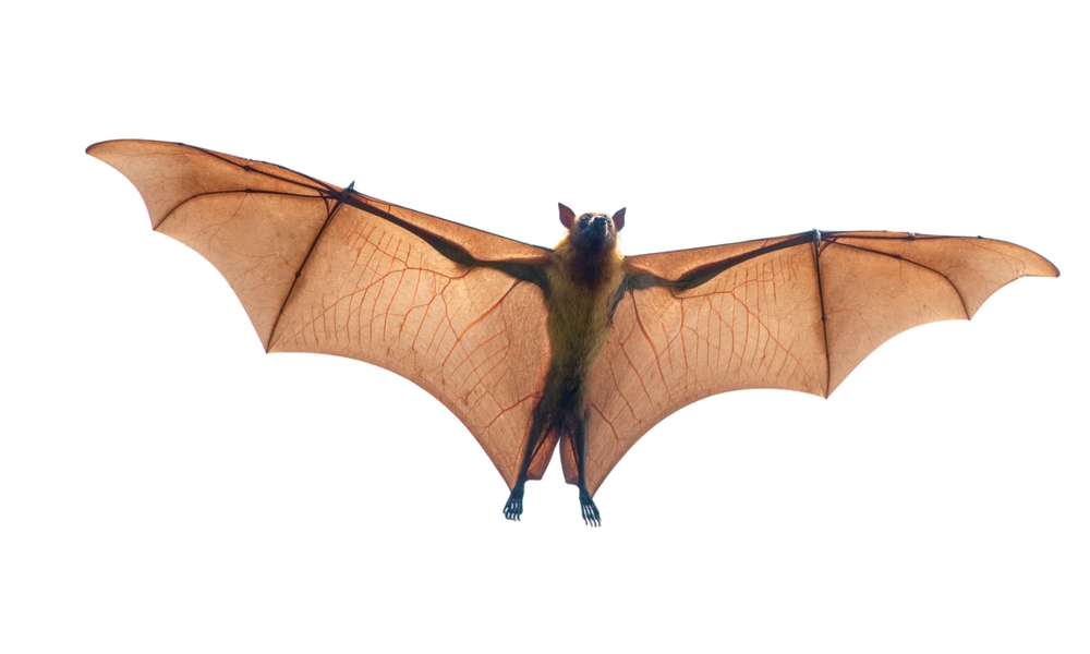 Bat,Flying,Isolated,On,White,Background.