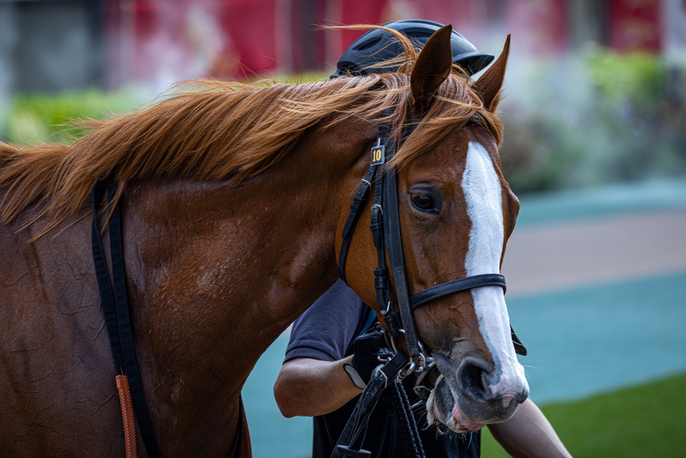 A Simple ECG Test Could Flag Racehorses at Risk of Exercise Arrhythmias