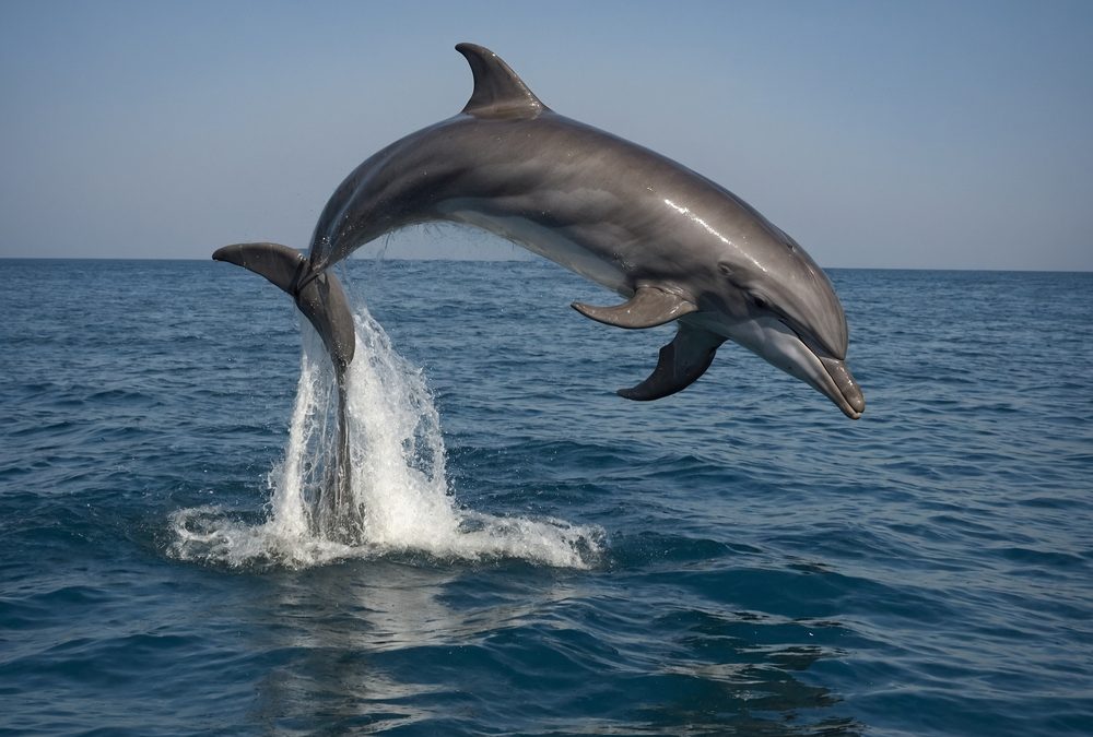 The,Bottlenose,Dolphin,(tursiops,Truncatus),Is,One,Of,The,Most